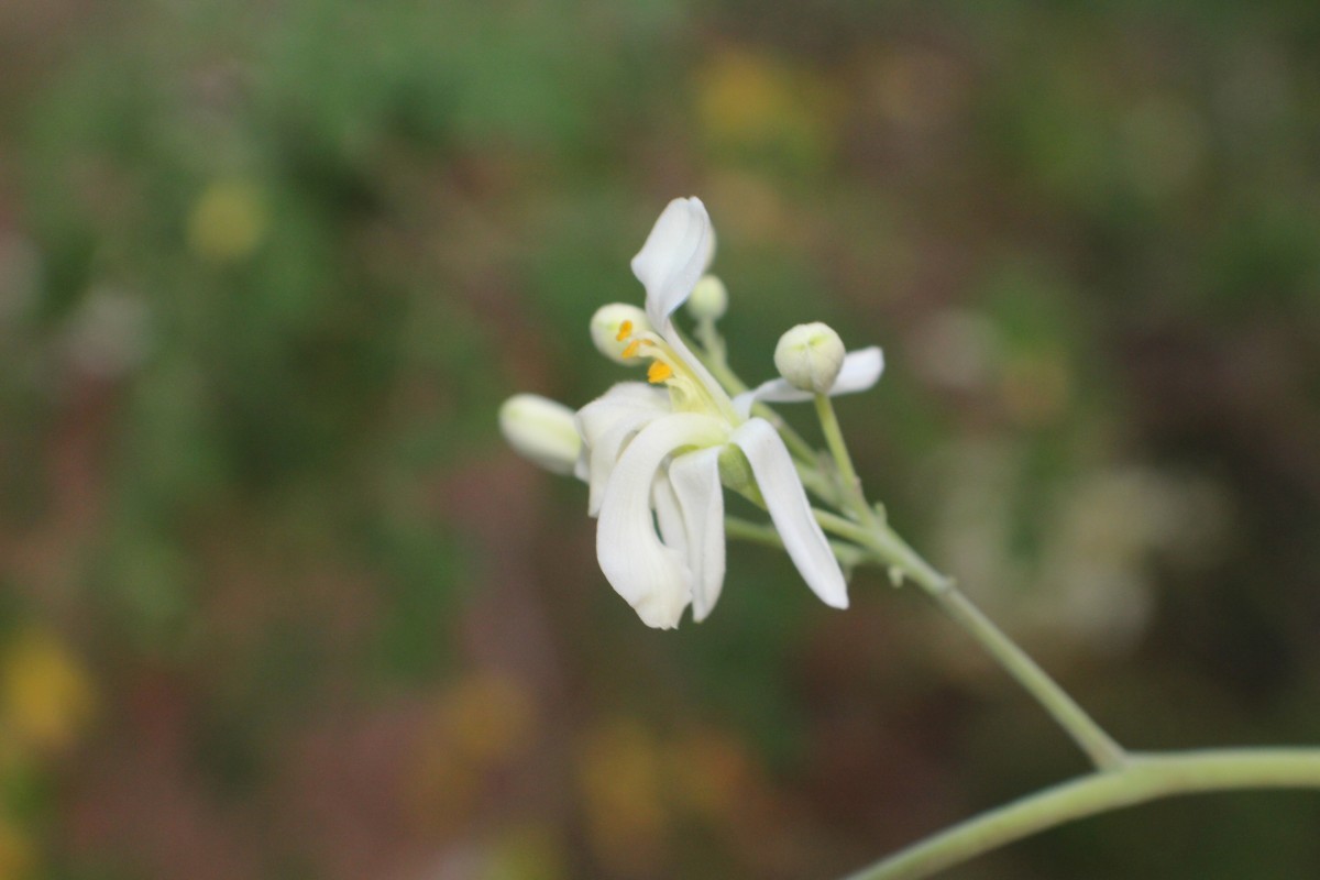 Moringa oleifera Lam.